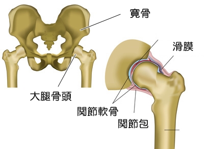 股関節解剖図