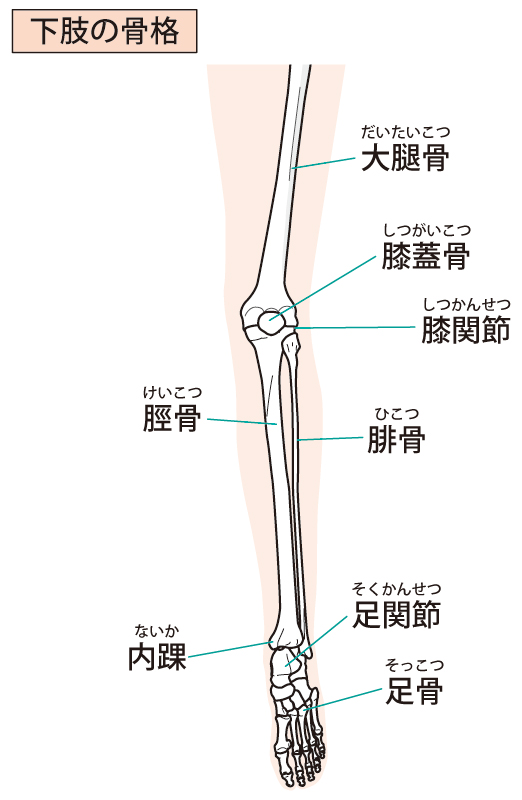 オスグッドは下肢の関節の調整も行ないます。