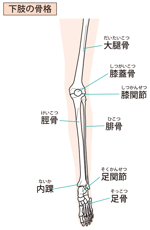 下肢　イラスト